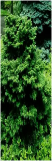    Picea omorica 'Nana'